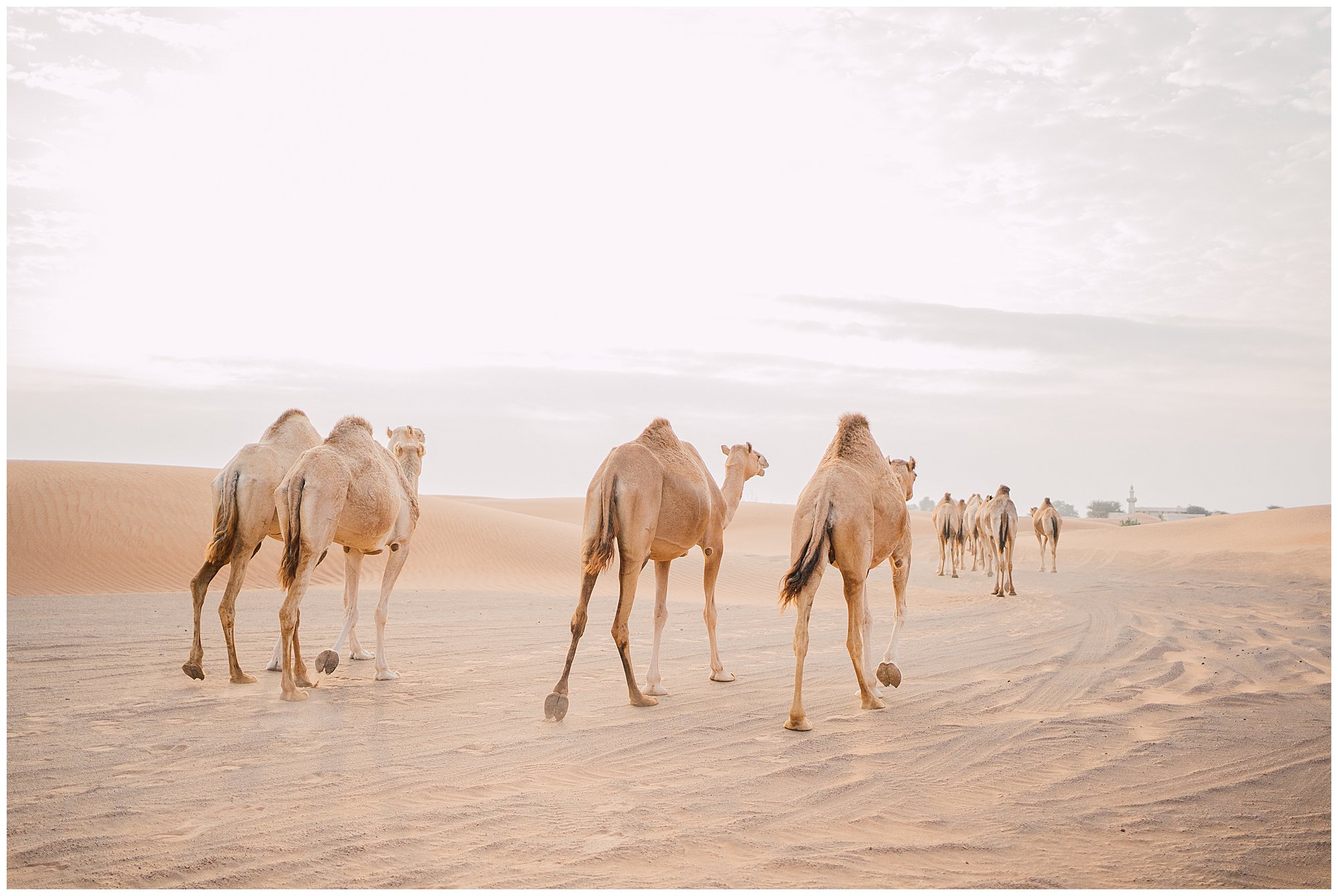 dubai desert and camels